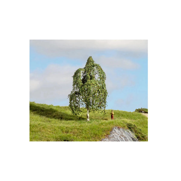 image1_HO Silver Birch Tree