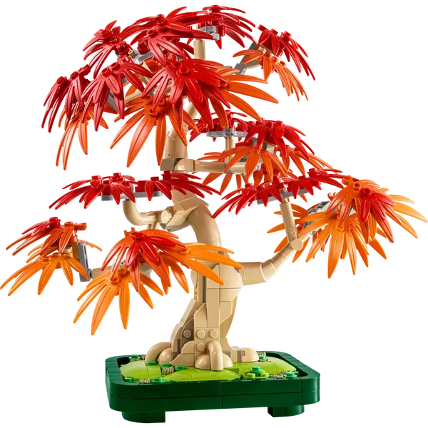 image1_Japanese Red Maple Bonsai Tree